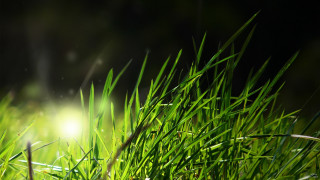 Grass light shining bamboo fireflies - side and a blurry background free wallpaper