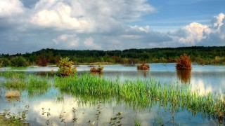 Lake forest sky flowers meadow - grass and trees free wallpaper