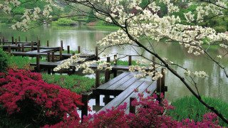 Wooden dock flower trees lake - free spring wallpaper