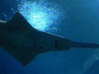 Large fish swimming blue ocean - aquirax uno free wallpaper