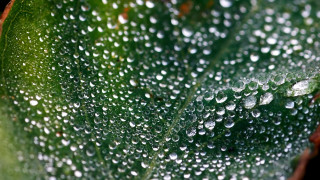 Green leaf water droplets macro 25 - a green leaf free wallpaper