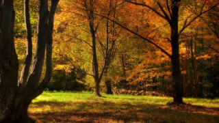 Autumn leaves fall foliage hudson - the tree and grass free wallpaper