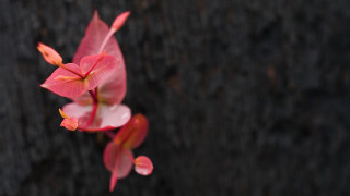 Pink flower yellow tips water - andy goldsworthy free wallpaper