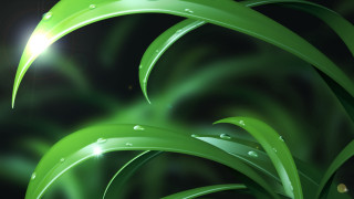 Green plant water drops bright - the background of the picture free wallpaper