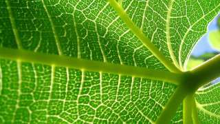 Green leaf blue sky macro 5 - a green leaf free wallpaper