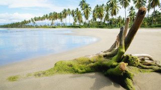 Washed over tree beach palm - sumatraism free wallpaper for desktop