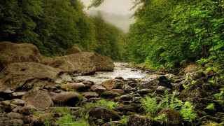 River forest rocks trees foggy - nature free wallpaper