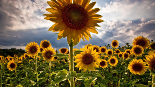 Large sunflower field cloudy sky - a field of sunflowers free wallpaper