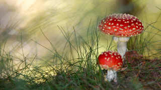 Mushrooms grass woods macro nature - two mushroom free wallpaper