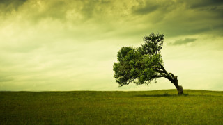 Lone tree grassy field cloudy 15 - a dark cloud free wallpaper for desktop