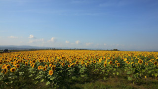 Sunflower field blue sky clouds - aya goda free wallpaper for desktop
