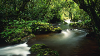 Lush green forest stream bridge 3 - nature free wallpaper