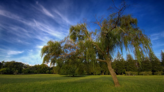 Tree field blue sky clouds 5 - david brewster free wallpaper for desktop