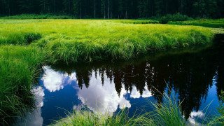 Stream green field forest trees - a lush green field next free wallpaper