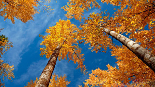Tall trees autumn leaves blue 2 - tall tree free wallpaper