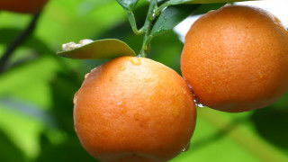 Oranges hanging leaves water droplets - two orange free wallpaper