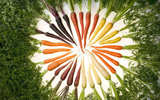 Carrots circle plate grass anne - a plate free wallpaper