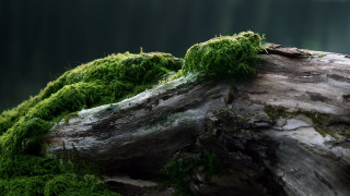 Moss covered log forest lake - a moss free wallpaper