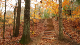 Autumn woods leaves fallen fence - a set of steps free wallpaper