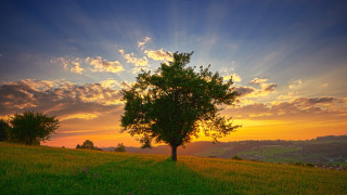 Tree sunset clouds horizon nature - the sun setting behind free wallpaper