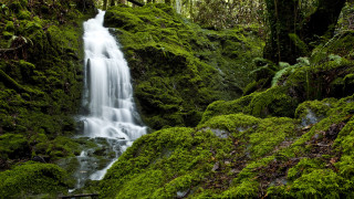 Waterfall forest moss bridge nature - a waterfall in a forest free wallpaper