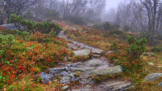 Woodland trail fog autumn leaves - a trail free wallpaper for desktop