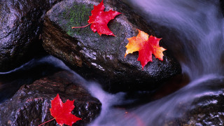 Stream rocks leaves water night - a stream free wallpaper