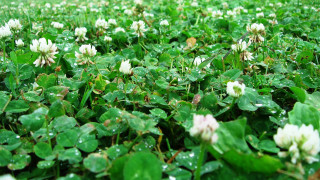Clover water droplets green leaves - ecological art free wallpaper