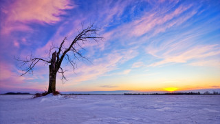 Lone tree snowy field sunset 7 - a lone tree in a snowy field free wallpaper for desktop