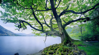 Mossy tree lake mountains nature - it next free wallpaper for desktop