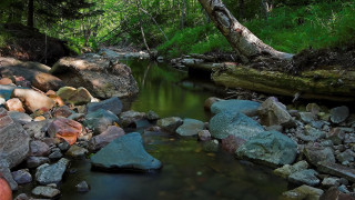 Stream forest rocks fallen tree - fallen free wallpaper