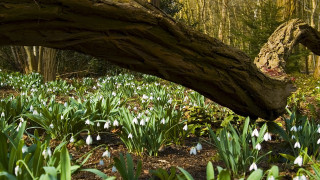 Tree branch over flowers snowdrops - fallen free wallpaper