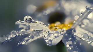 Flower water droplets macro art 3 - a yellow center free wallpaper