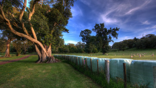 Fenced field sheep grass trees - wide angle len free wallpaper for desktop