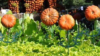 Pumpkin garden fall vibrant vegetables - other vegetable free wallpaper
