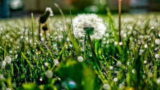 Dandelion water droplets macro blurry - a building in the background free wallpaper for desktop