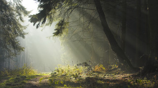 Forest path sunbeams light rays - sunbeam free wallpaper