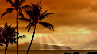 Palm trees beach cloudy sunset - top of a beach under a cloudy sky free wallpaper