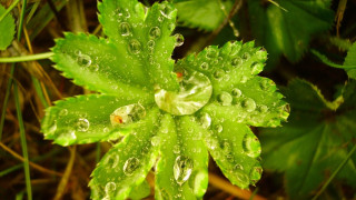 Green leaf water drops macro 26 - a few other leaf free wallpaper
