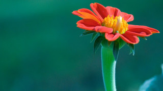 Red flower yellow center macro 3 - a yellow center free wallpaper