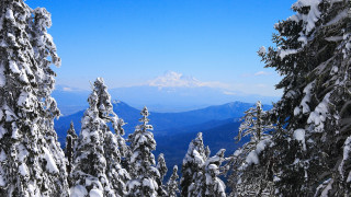 Snowy mountain range winter blue - a few snow covered trees free wallpaper