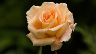Yellow rose water droplets macro 7 - a yellow rose free wallpaper
