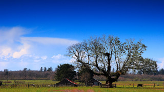 Tree bird field barn fence - a few cow free wallpaper