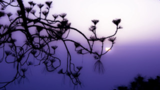 Tree light foggy sky moon - soft focus free wallpaper
