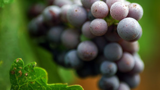 Grapes vine field leaf impressionism - a green leaf in the foreground free wallpaper
