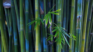 Bamboo forest green leaves blue - a bamboo tree free wallpaper