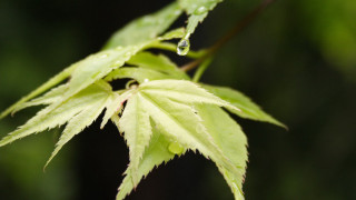 Green leaf water drops macro 21 - drop of water free wallpaper for desktop