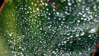 Green leaf water droplets macro 34 - a green leaf free wallpaper