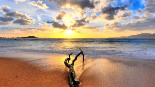 Beach sunset tree branch clouds - arthur pan free wallpaper
