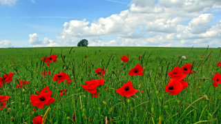 Red flower field blue sky 8 - red flower free wallpaper for desktop